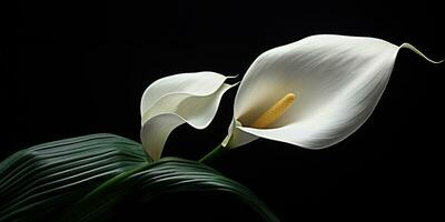 AI generated white calla lily in green on a black background photo