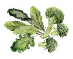 Hand drawn watercolor broccoli vegetable, diet and healthy lifestyle, green salad vegan cooking. Illustration composition isolated on white background. Design for poster, print, website, card, menu vector