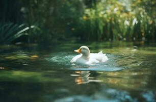 AI generated a white duck floating on the water photo