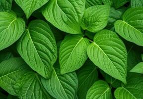 ai generado hojas de un tipo de planta, basado en la naturaleza patrones, sintetismo foto