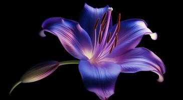 AI generated an image of a purple lily photo