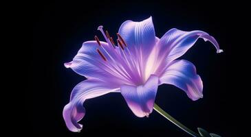 AI generated an image of a purple lily photo