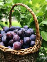 ai generado cesta de ciruelas en un jardín foto