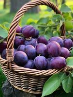 AI generated basket of plums in a garden photo