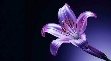 AI generated an image of a purple lily photo