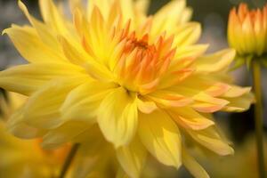 ai generado de cerca de brillante floreciente amarillo dalia flor creciente en jardín terminado borroso antecedentes en soleado día. generativo ai. foto