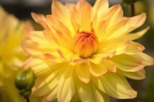 AI generated Closeup of bright blooming yellow dahlia flower growing in garden over blurred background on sunny day. generative ai. photo