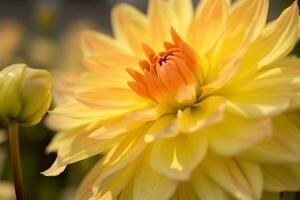 AI generated Closeup of bright blooming yellow dahlia flower growing in garden over blurred background on sunny day. generative ai. photo