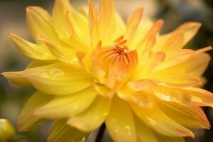 ai generado de cerca de brillante floreciente amarillo dalia flor creciente en jardín terminado borroso antecedentes en soleado día. generativo ai. foto