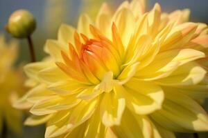 AI generated Closeup of bright blooming yellow dahlia flower growing in garden over blurred background on sunny day. generative ai. photo