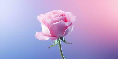 AI generated a pink rose in bright background photo