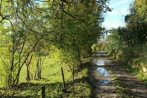 país la carretera en un caduco bosque en un brumoso septiembre Mañana. foto