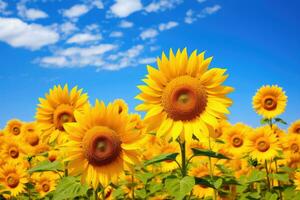 AI generated Sunflower field over cloudy blue sky background, Helianthus annuus, Field of blooming sunflowers against a blue sky, AI Generated photo