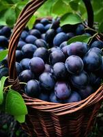 AI generated purple plums tucked in a basket on a vine photo