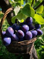 AI generated purple plums tucked in a basket on a vine photo