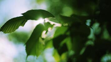 zonnig dag mooi groen blad in aard versheid video