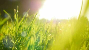vert herbe champ Contexte agriculture récolte écologie scène vibrant video