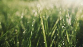 Extreme close up view of morning dew on bright sunlight sunrise drops video