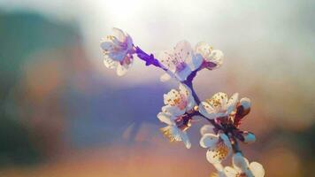 épanouissement abricot arbre branche printemps fleur Contexte magnifique la nature scène video