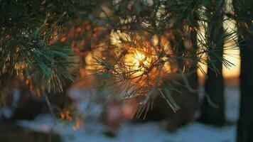 Sunset behind the pine tree branches video