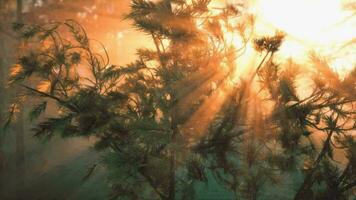 tidigt morgon- dimma och fantastisk soluppgång video