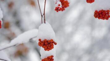 Red rowan berries covered by snow at winter cold day winter landscape with snow video