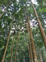 green forest with cloudy sky. beautiful scenery in outdoor. photo