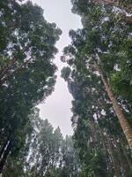 verde bosque con nublado cielo. hermosa paisaje en exterior. foto