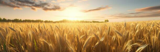 AI generated the wheat fields are shown behind a golden sun photo