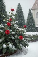 AI generated garden of red rose and christmas tree in a snowy weather photo