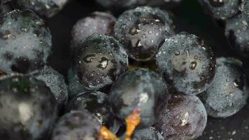 grain de raisin fruit avec gouttes l'eau video