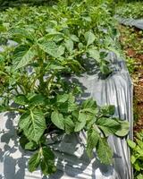 fertile farmers' crops on plantation land photo