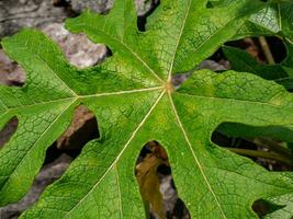 papaya leaves with stunning fiber details photo