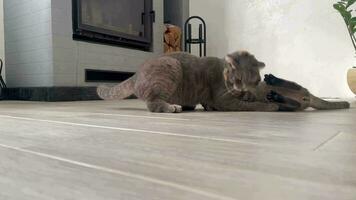 Two playful cats on the background of a fireplace. A cat and a cat are hugging close-up against the background of a fireplace. Cute striped kitten playing with a cat. Cute pets concept. video