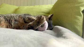 bellissimo gattino giocando con un' giocattolo su un' letto. un' affascinante gatto bugie su un' accogliente letto. carino gattino rilassa e giochi con un' giocattolo. bellissimo gattino giocando con un' giocattolo su un' letto. video