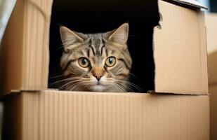 AI generated a cat sitting in a cardboard box looking out of it photo