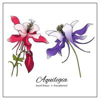 hand drawn Aquilegia flowers. Colored sketch of columbine flowers for botany books, articles, design, decoration. vector