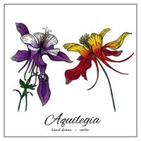 Aquilegia flower. hand drawn illustration of columbine medical flower isolated on white background for design pattern, greeting card, wedding invite, cosmetic template. vector