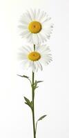 AI generated Common daisy isolated on white background. AI Generated photo