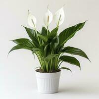 AI generated Peace Lily on a plain white background. AI Generated photo