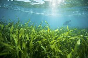 ai generado submarino ver de un grupo de fondo del mar con verde pastos marinos. ai generado foto