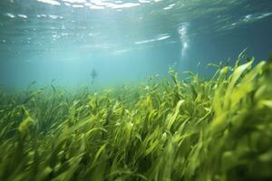 AI generated Underwater view of a group of seabed with green seagrass. AI Generated photo