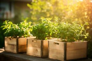 AI generated plants growing in wooden boxes sunlit photo