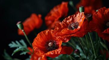 AI generated red poppies against black background photo