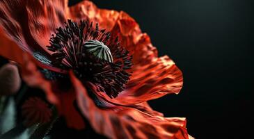 AI generated red poppies against black background photo