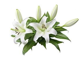 AI generated Beautiful fresh lily flower with green leaves, isolated on white background. AI Generated photo