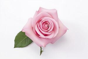 AI generated Pink rose isolated on white background. AI Generated photo