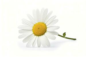 AI generated Common daisy isolated on white background. AI Generated photo