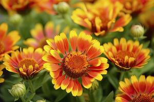 ai generado gaillardia o cobija flor. brillante y vistoso sombras de calentar tonos ai generado foto