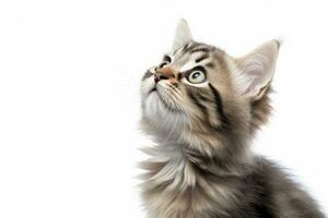 AI generated Playful funny kitten looking up isolated on a white background. AI Generated photo